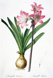 Amaryllis Belladonna, aus 